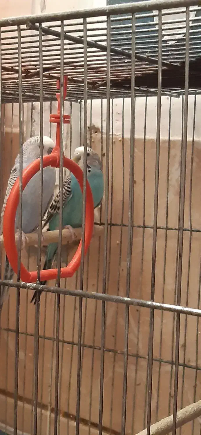 مرغ عشق فروشی|پرنده|بافت, |دیوار