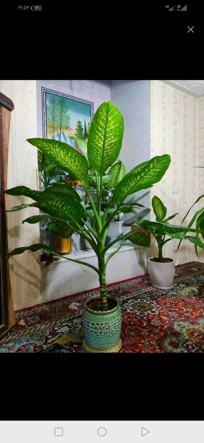 گل دیفن. پتوس. بنجامین. سانسوریا|گل و گیاه طبیعی|شیراز, باغ تخت|دیوار