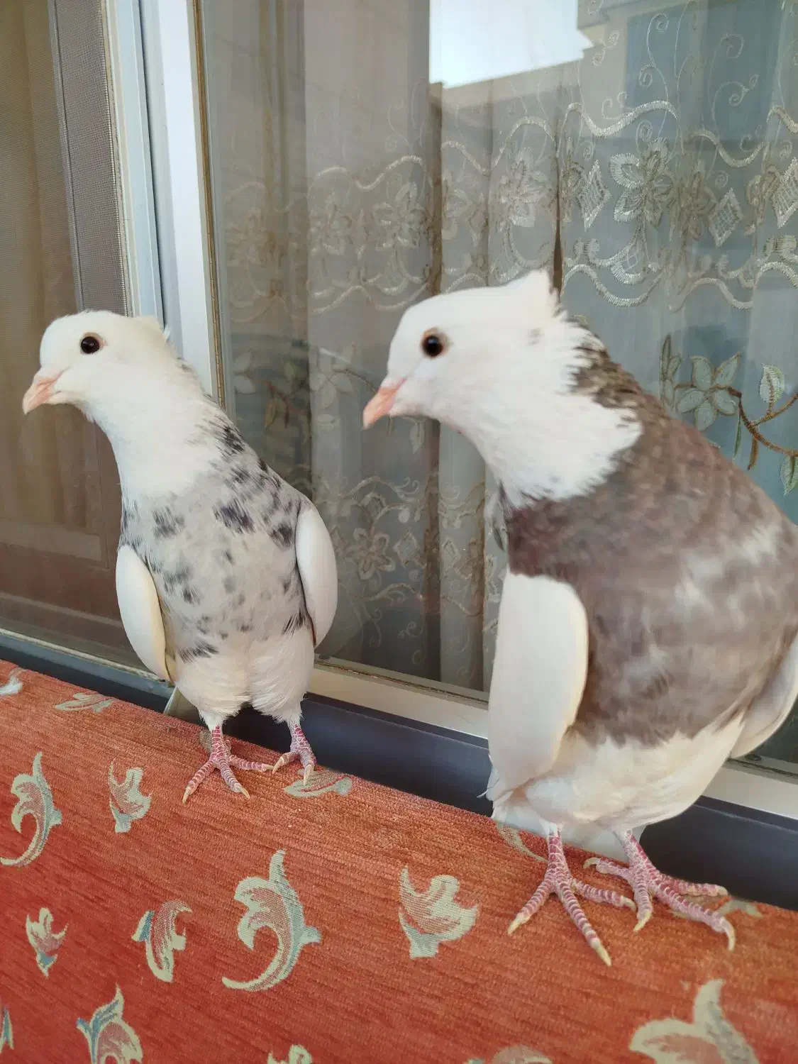 طوقی الماسی|پرنده|مبارکه, |دیوار