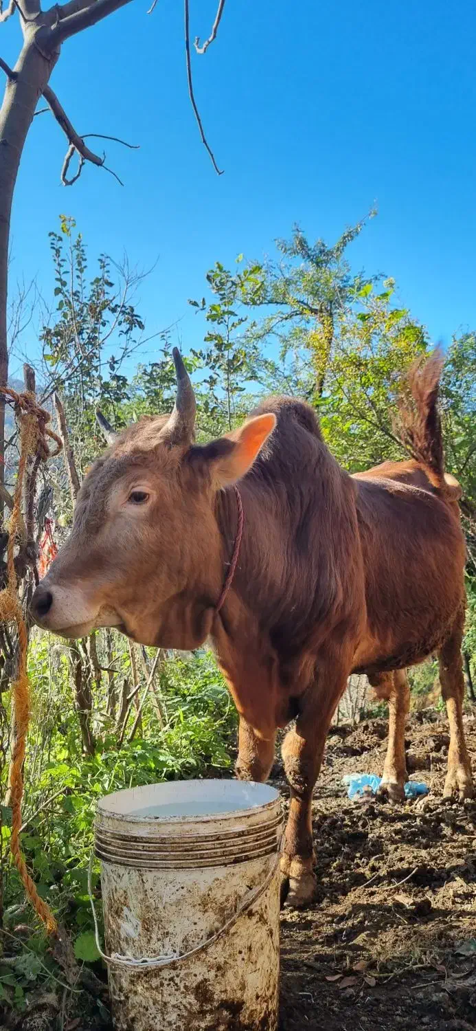 گوساله نر محلی ۴ وقت|حیوانات مزرعه|املش, |دیوار
