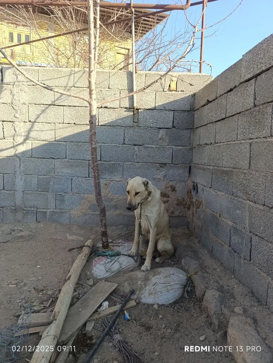 سگ گله ماده|سگ|میانه, |دیوار