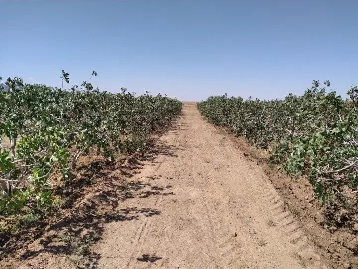 معاوضه باغ پسته|فروش دفتر صنعتی، کشاورزی، تجاری|یونسی, |دیوار