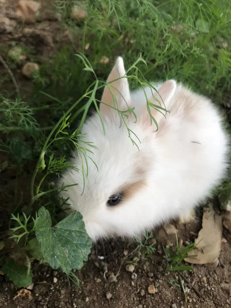 خرگوش لووپ|موش و خرگوش|یاسوج, |دیوار