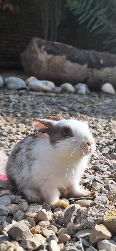 خرگوش|موش و خرگوش|دزفول, |دیوار