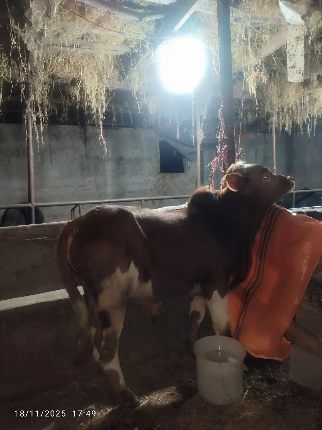 ورزا کوله خوشگل خوش روخ|حیوانات مزرعه|ماکلوان, |دیوار