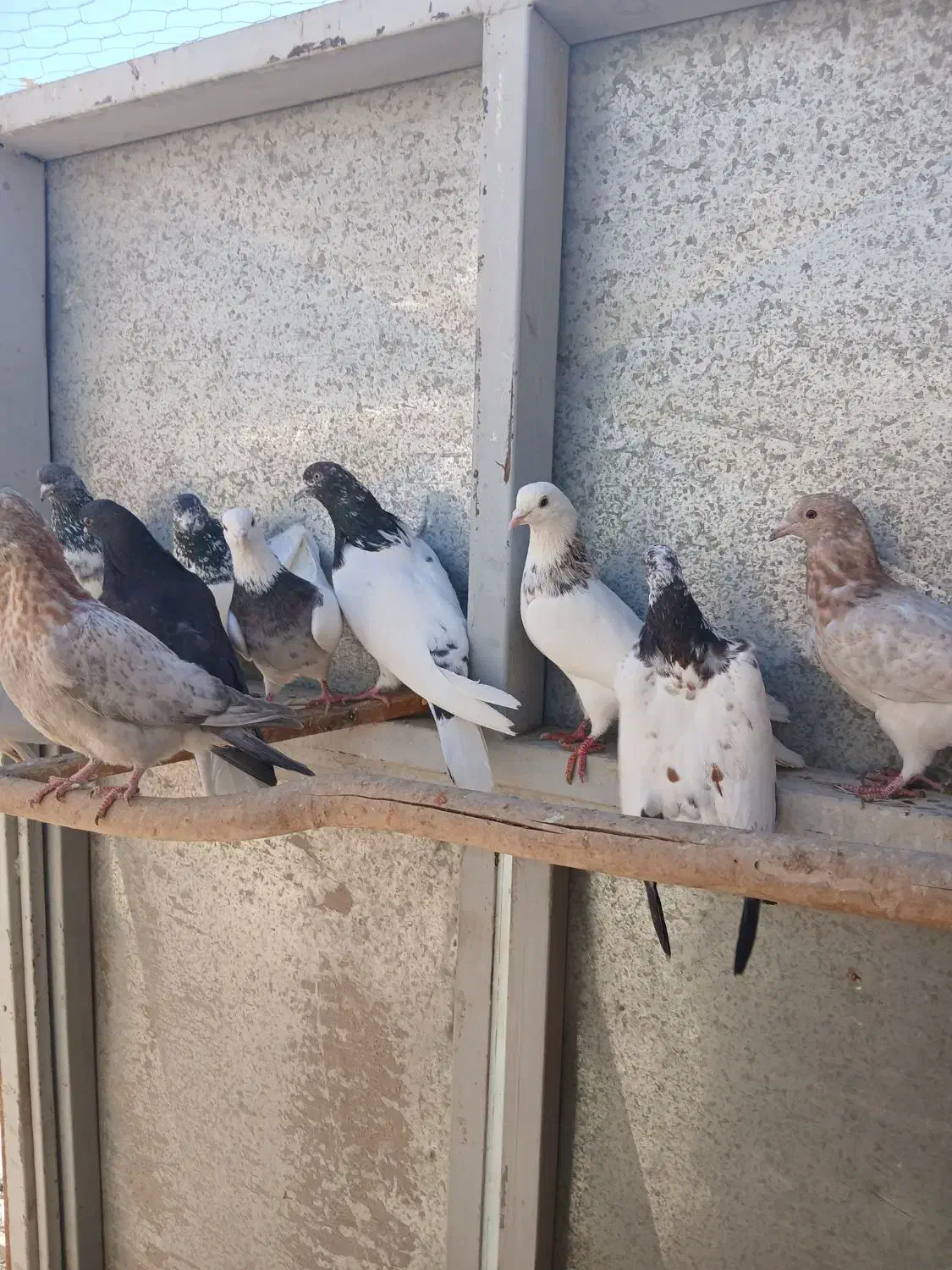 کبوتر|پرنده|چهاردولی, |دیوار