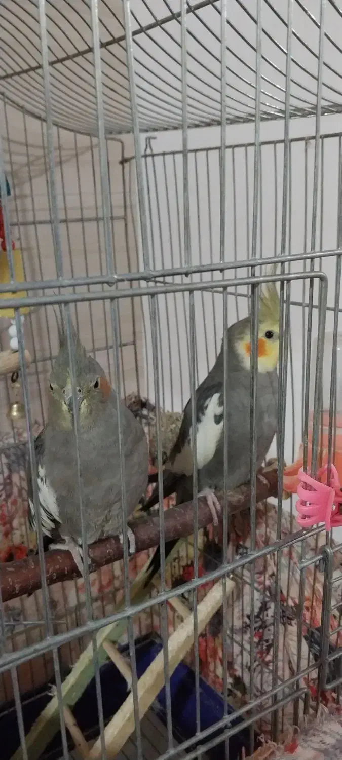 عروس هلندی سینامون|پرنده|خوی, |دیوار