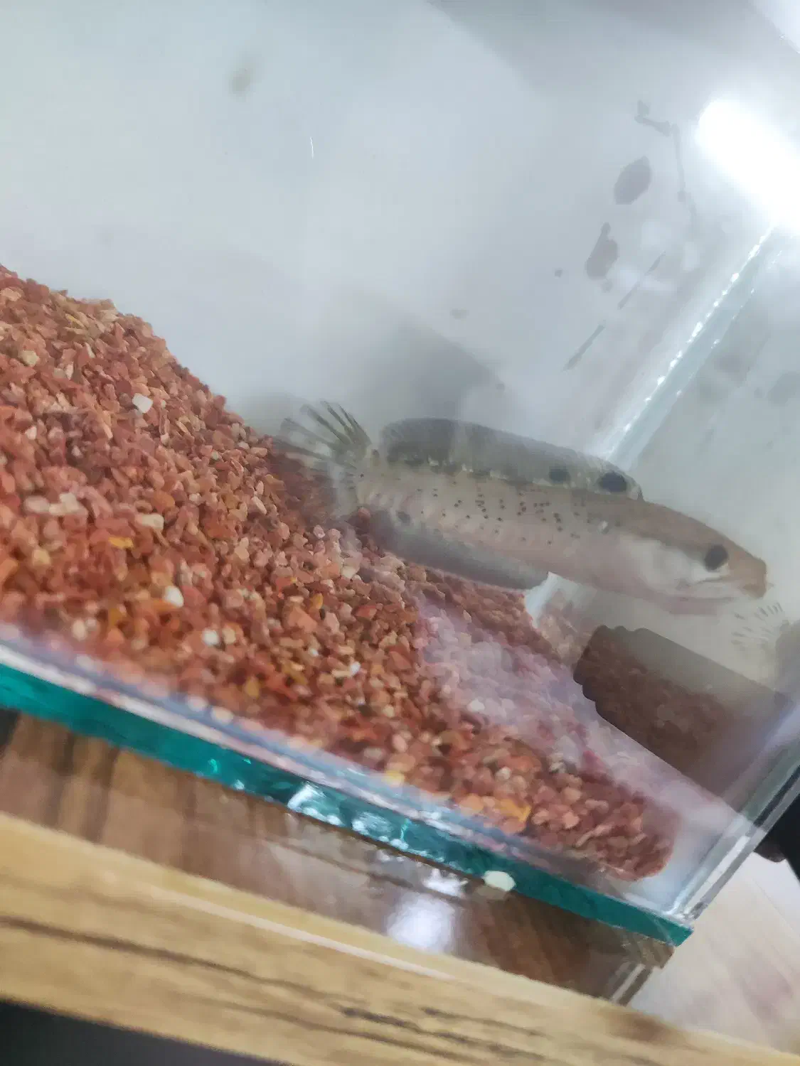 چانا بلو پالچرا|ماهی|برخوار, |دیوار