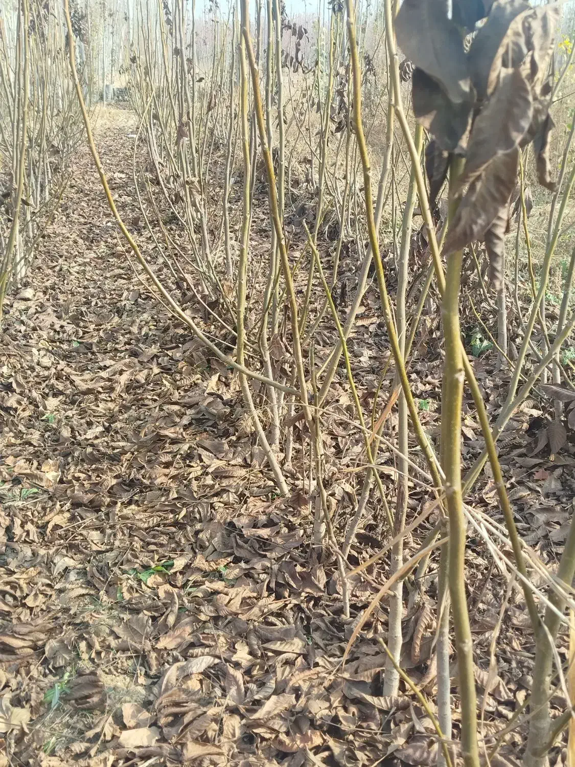 انواع نهال میوه.گردو.بادام صنوبر.کبوده عمده .خرده|گل و گیاه طبیعی|میاندوآب, |دیوار