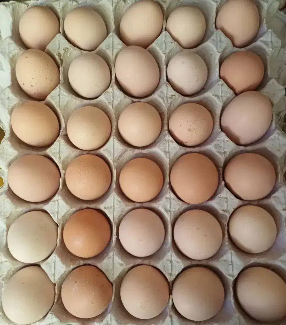 تخممرغ تازه محلی نطفهدار|حیوانات مزرعه|تالش, جوکندان|دیوار