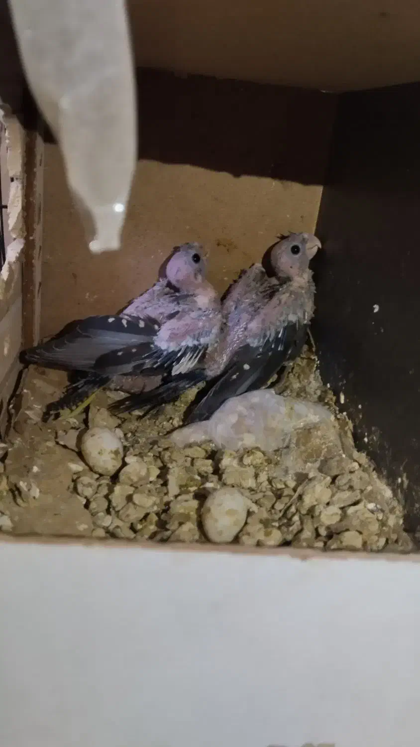 عروس هلندی سخن گومولدبادوعددجوجه سرلاکی خوشگل|پرنده|ایرانشهر, |دیوار