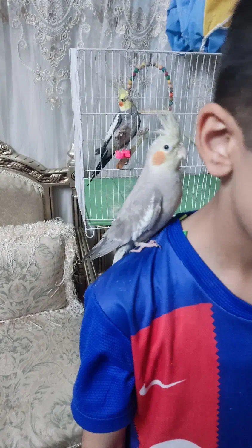 عروس هلندی کاملا دستی و سالم|پرنده|مشهد, هدایت|دیوار