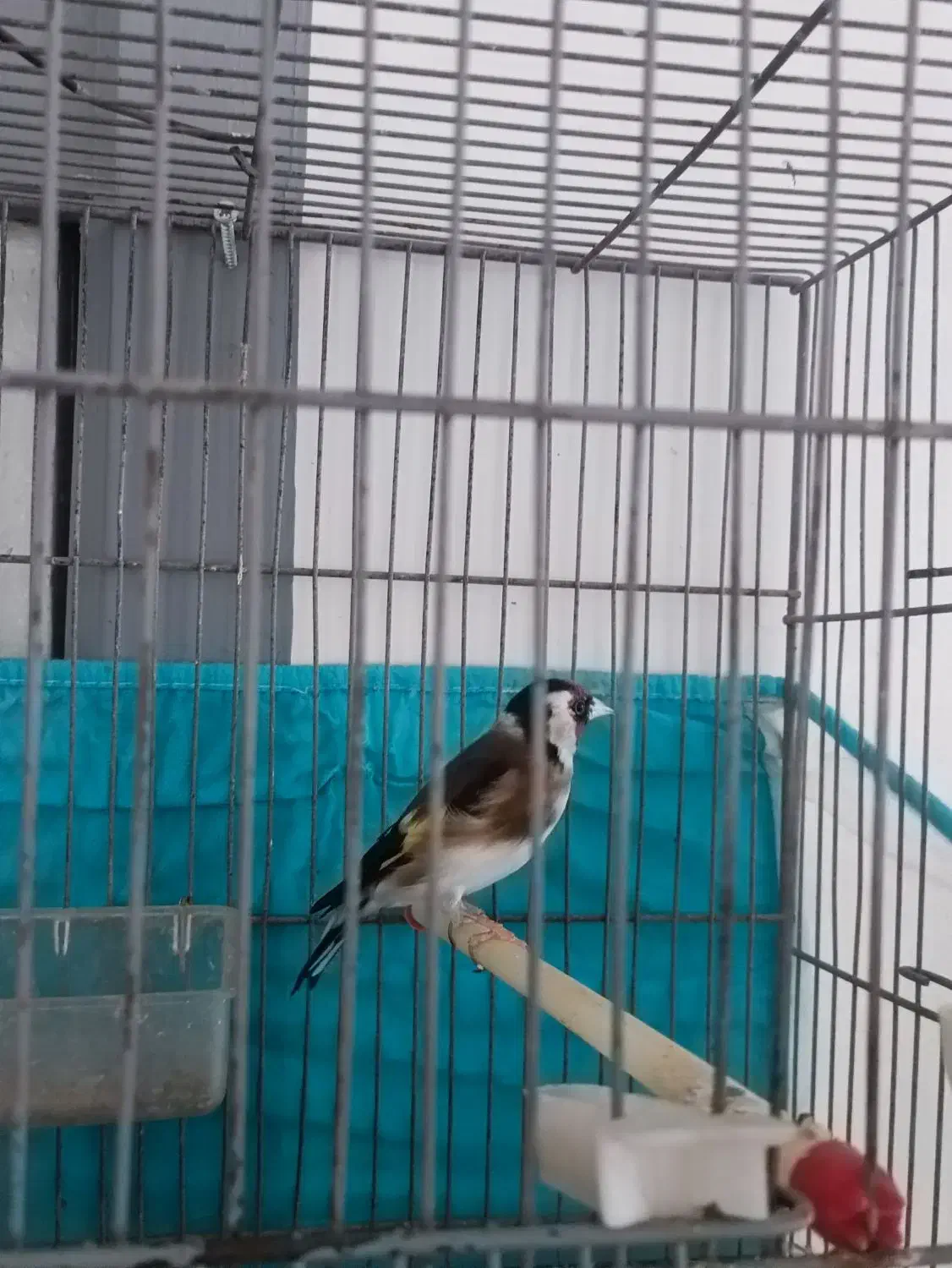 سهره نر|پرنده|نقده, |دیوار