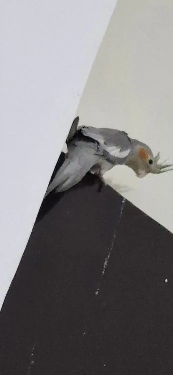 عروس هلندی ماده|پرنده|بندرعباس, |دیوار