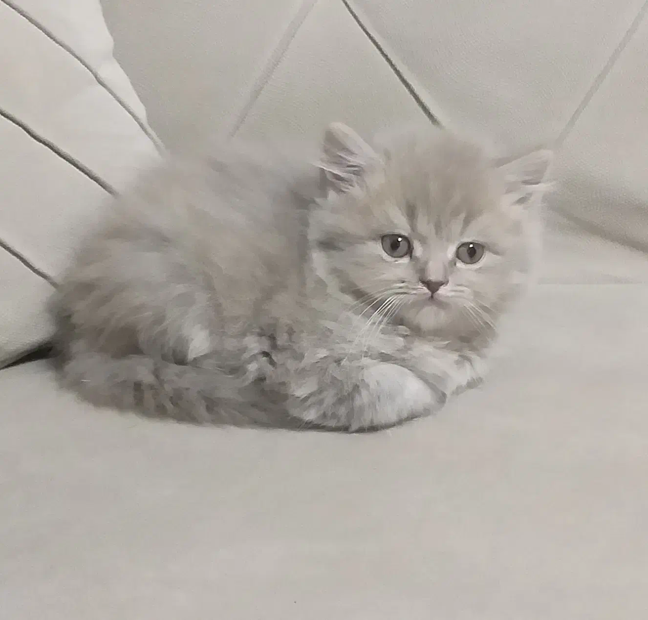 گربه اسکاتیش وارداتی|گربه|کرمانشاه, |دیوار