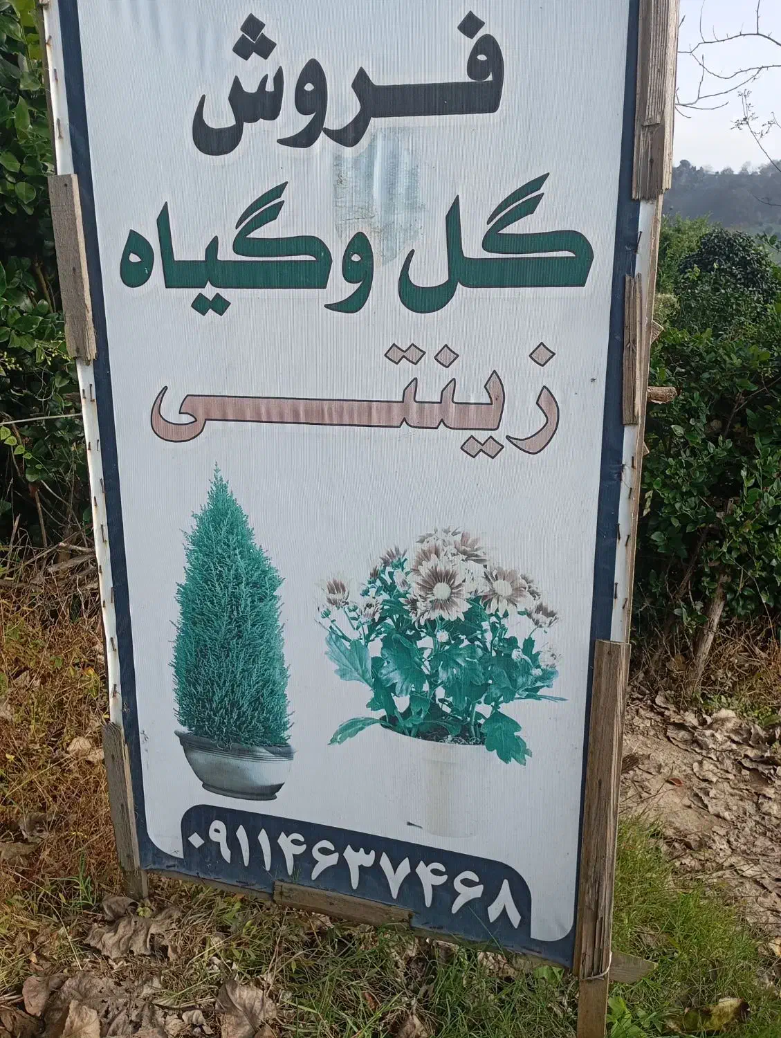 همه نوع گل و گیاه به قیمت جهادی وهمه نوع مرکبات|گل و گیاه طبیعی|آستانه اشرفیه, |دیوار