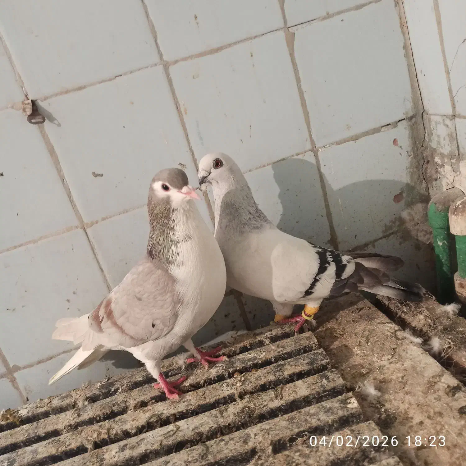 123|پرنده|اهواز, بیست متری شهرداری|دیوار