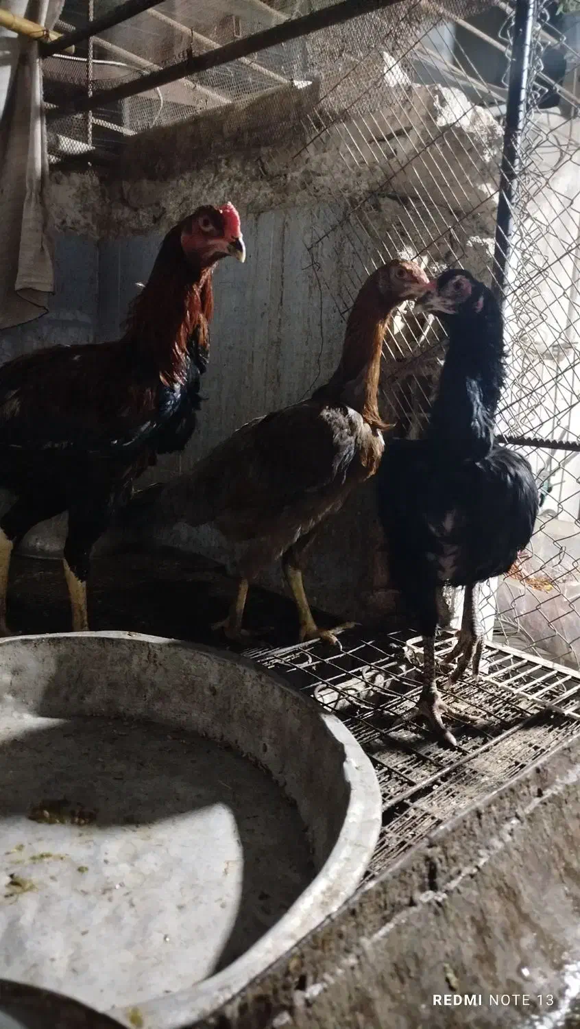 مرغ خروس لاری|حیوانات مزرعه|فاضل آباد, |دیوار