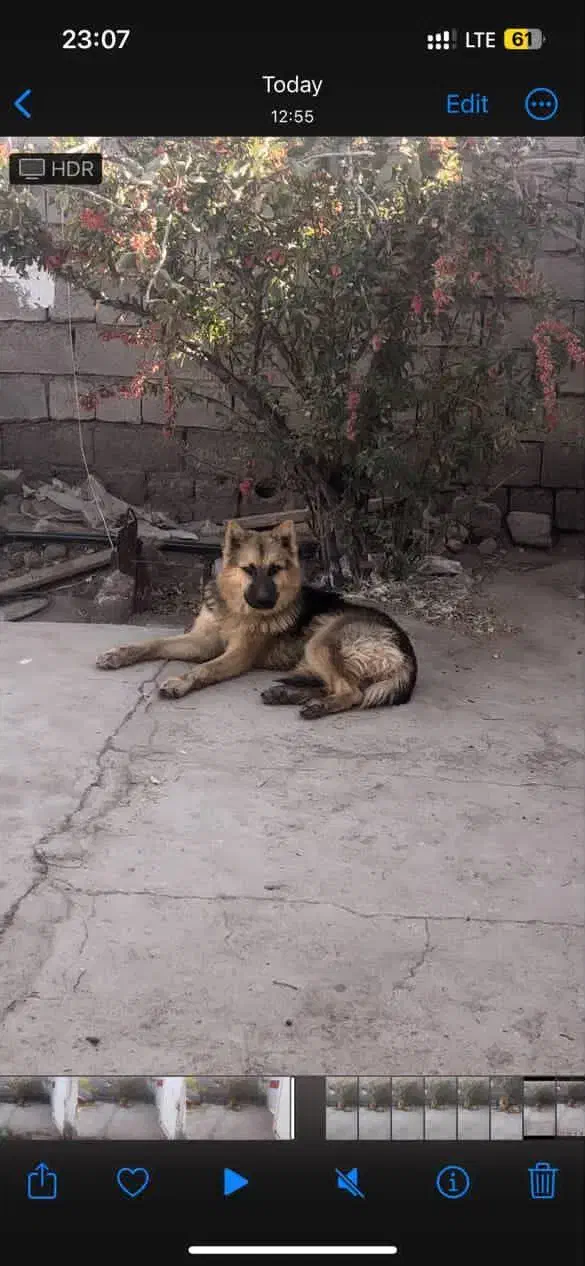 سگ ژرمن|سگ|قائن, |دیوار