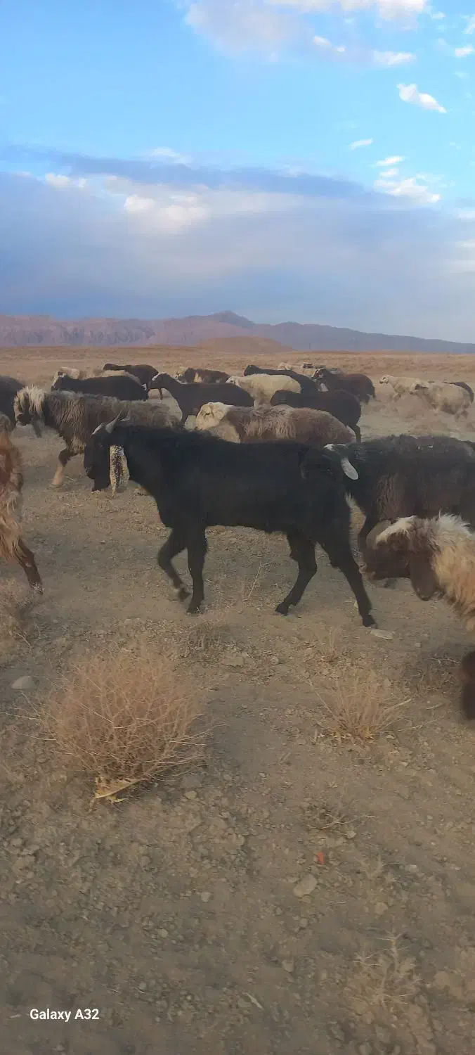 بزغاله نر وقوچ|حیوانات مزرعه|سمیرم, |دیوار