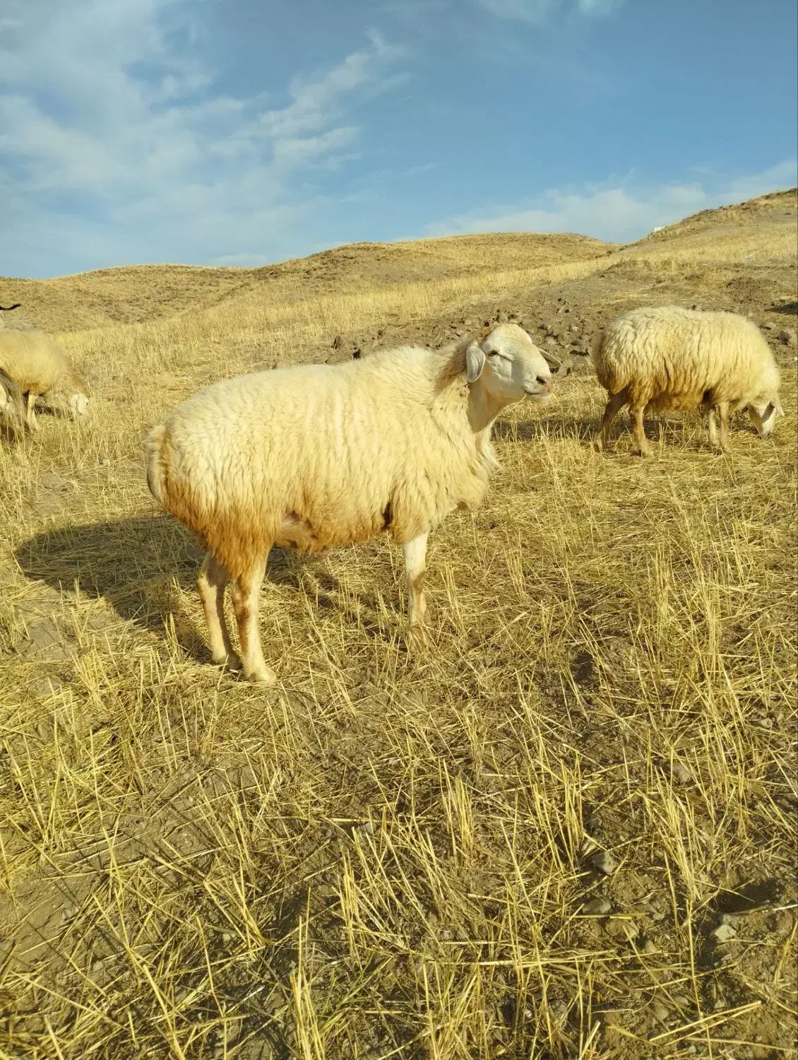 قوچ ناب فومن|حیوانات مزرعه|ارشق, |دیوار