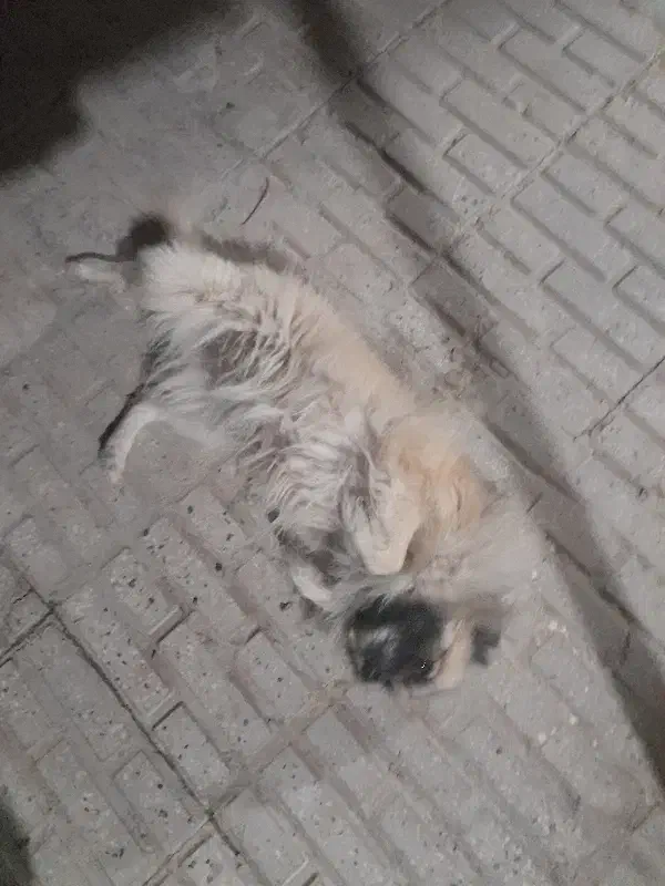 سگ پامر|سگ|قوچان, |دیوار