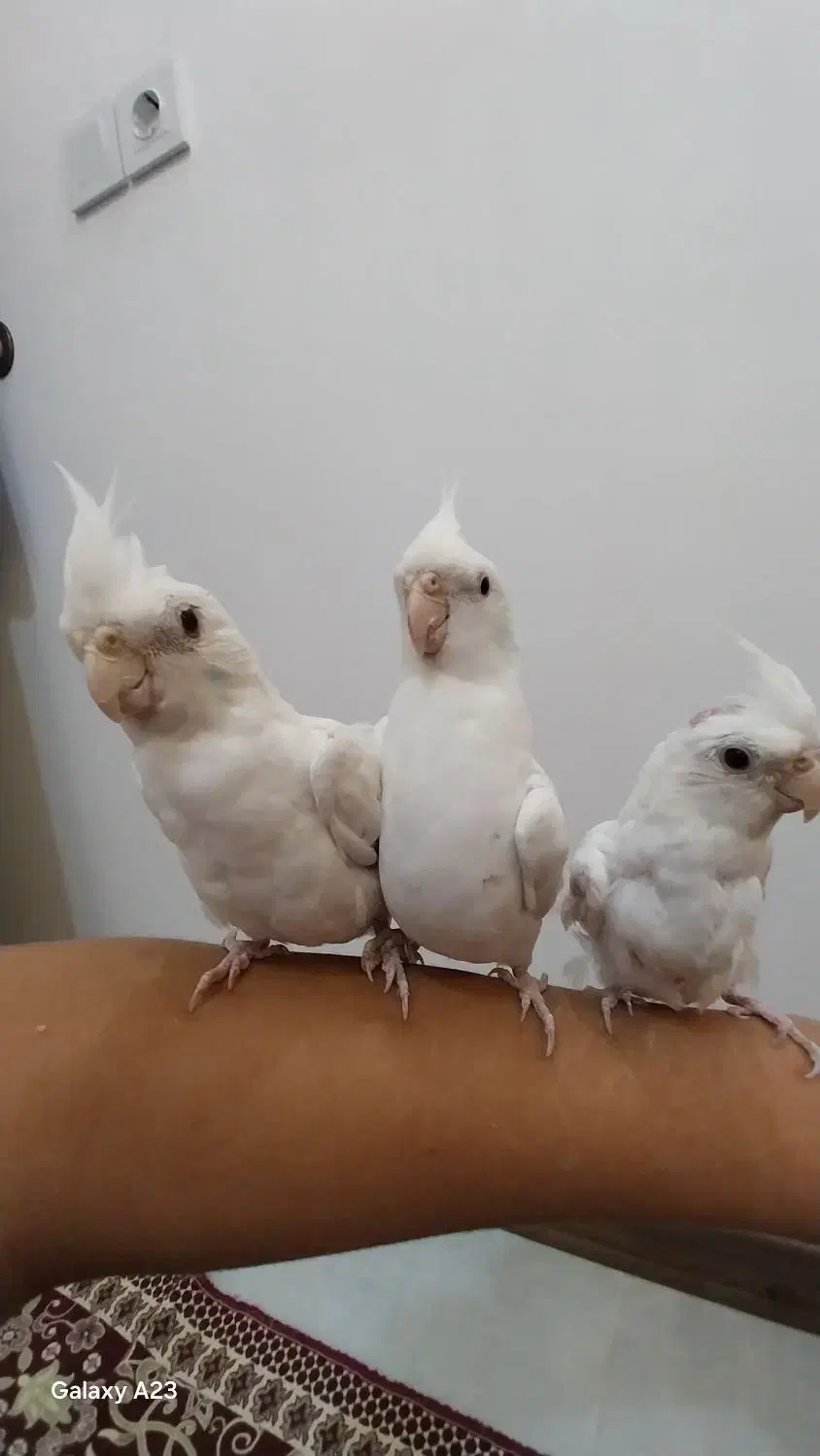 عروس هلندی آلبینو سخنگو|پرنده|الوند, |دیوار