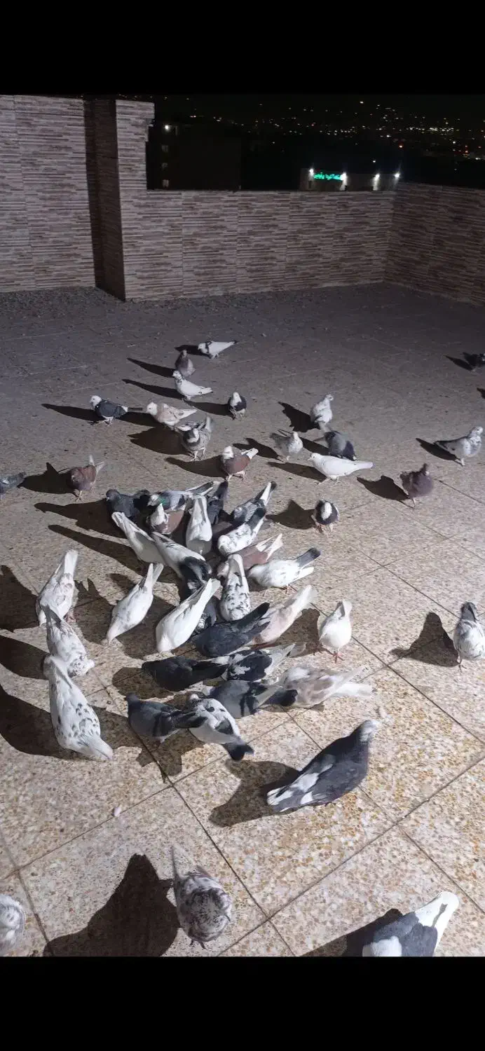 کبوتر پرشی|پرنده|فردیس, منظریه|دیوار