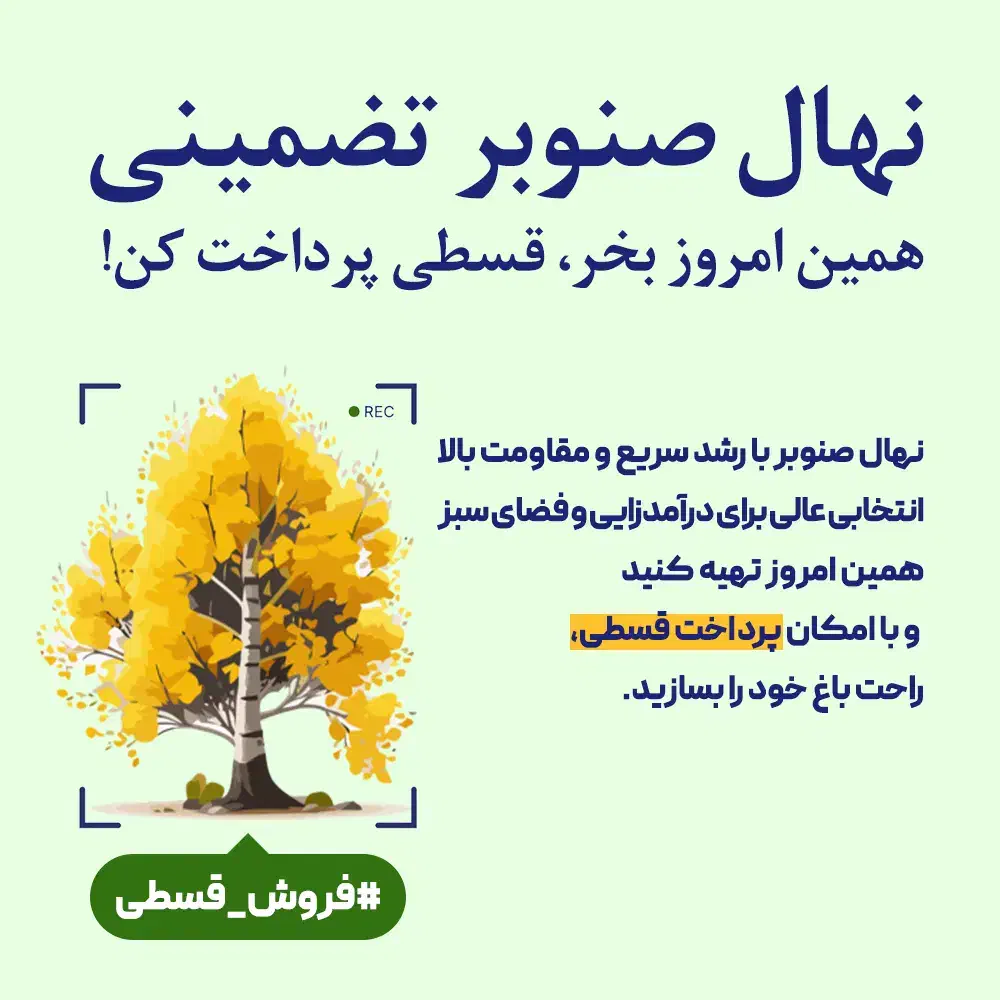 صنوبر غیرمثمر صنعتی، پرداخت قسطی و تحویل فوری|خدمات باغبانی و درختکاری|نورآباد ممسنی, |دیوار