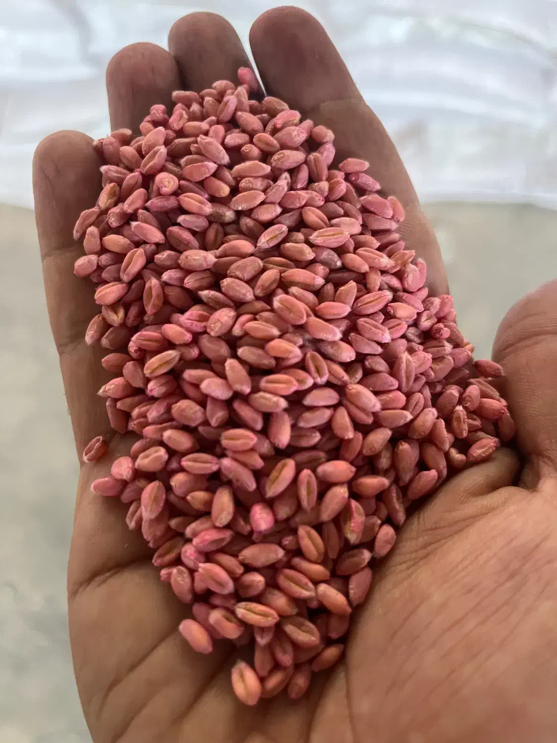 فروش بذر گندم اصلاح شده|خدمات باغبانی و درختکاری|اراک, |دیوار