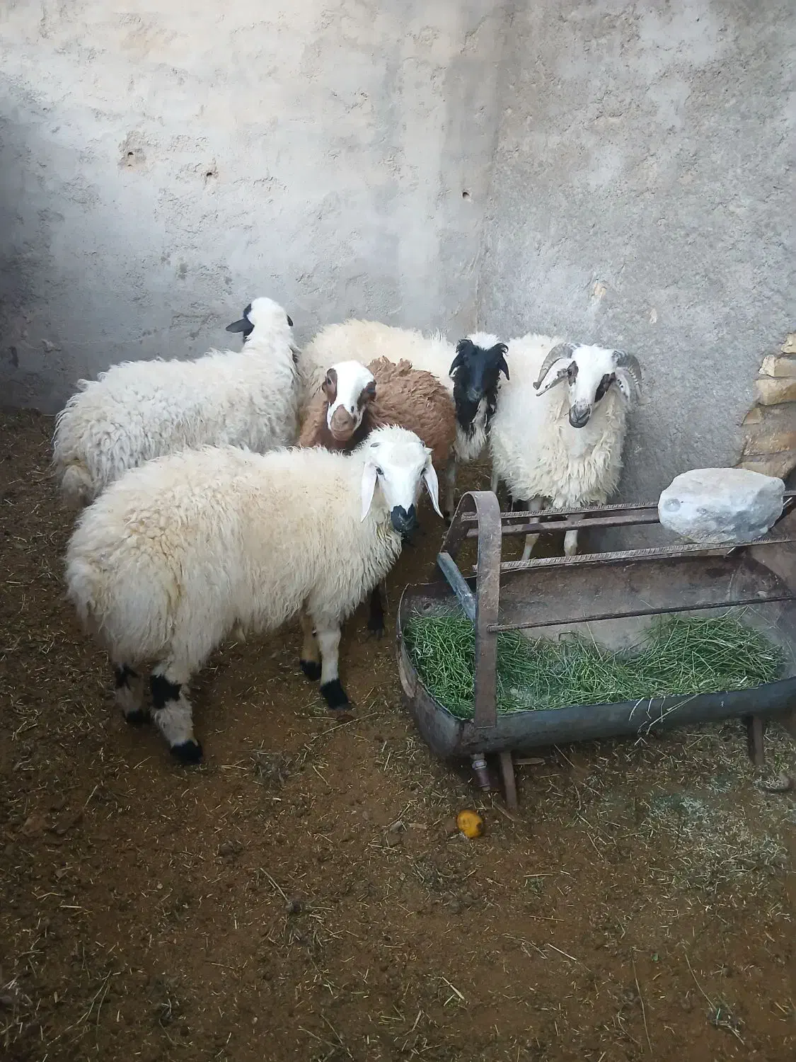 ۴عدد بره سبک دو عدد نر دو عدد ماده|حیوانات مزرعه|یزد, |دیوار