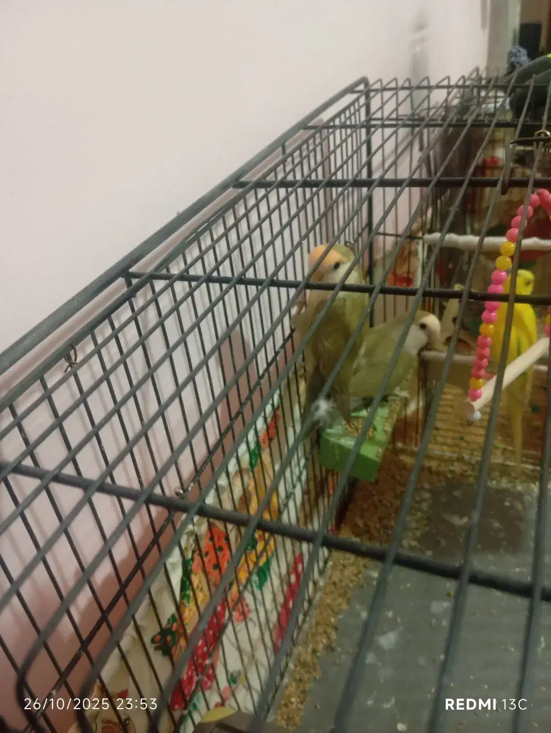 طوطی برزیلی رنگ خواص|پرنده|سمنان, |دیوار