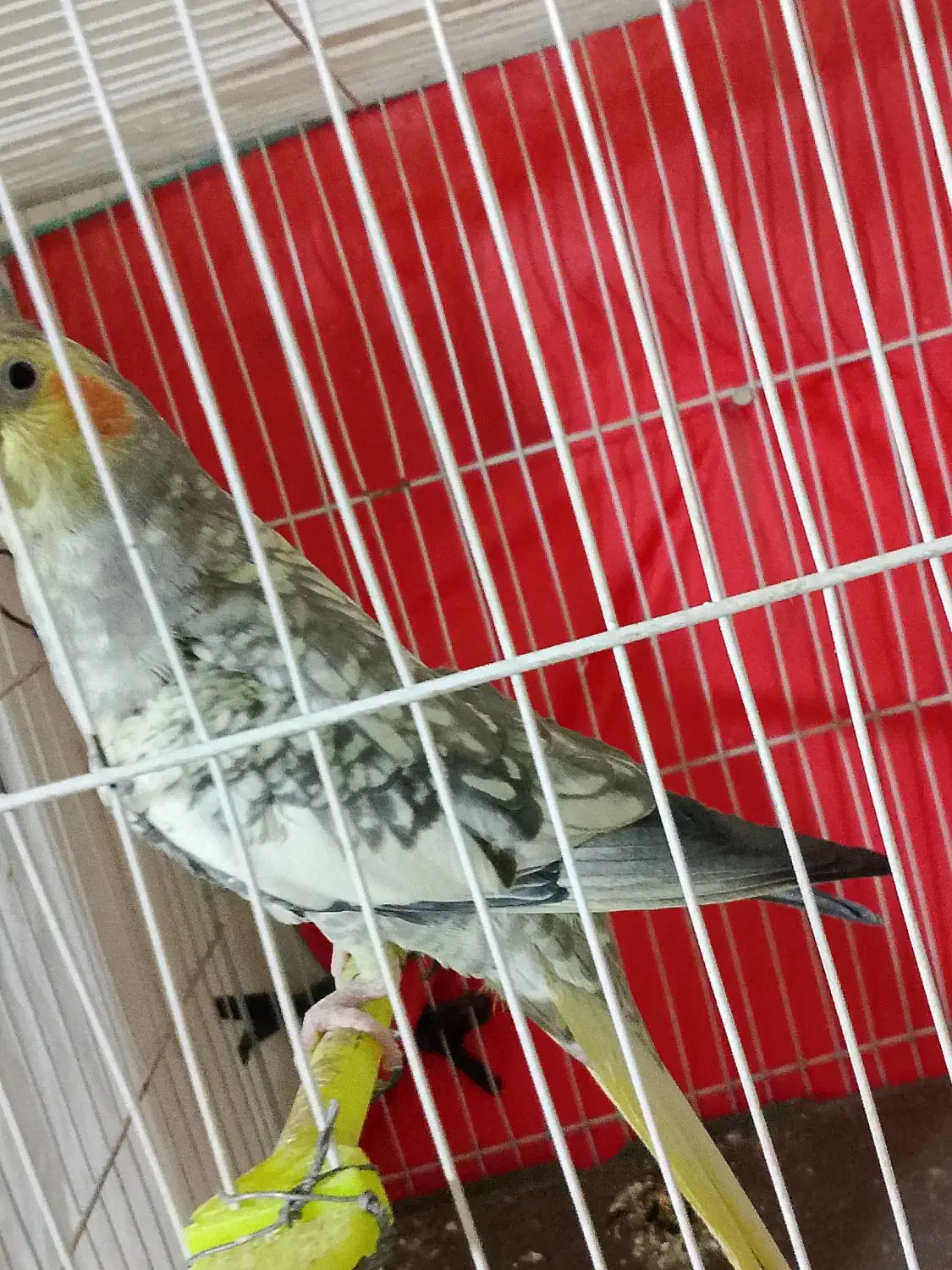 عروس هلندی|پرنده|مشهد, شهید قربانی|دیوار