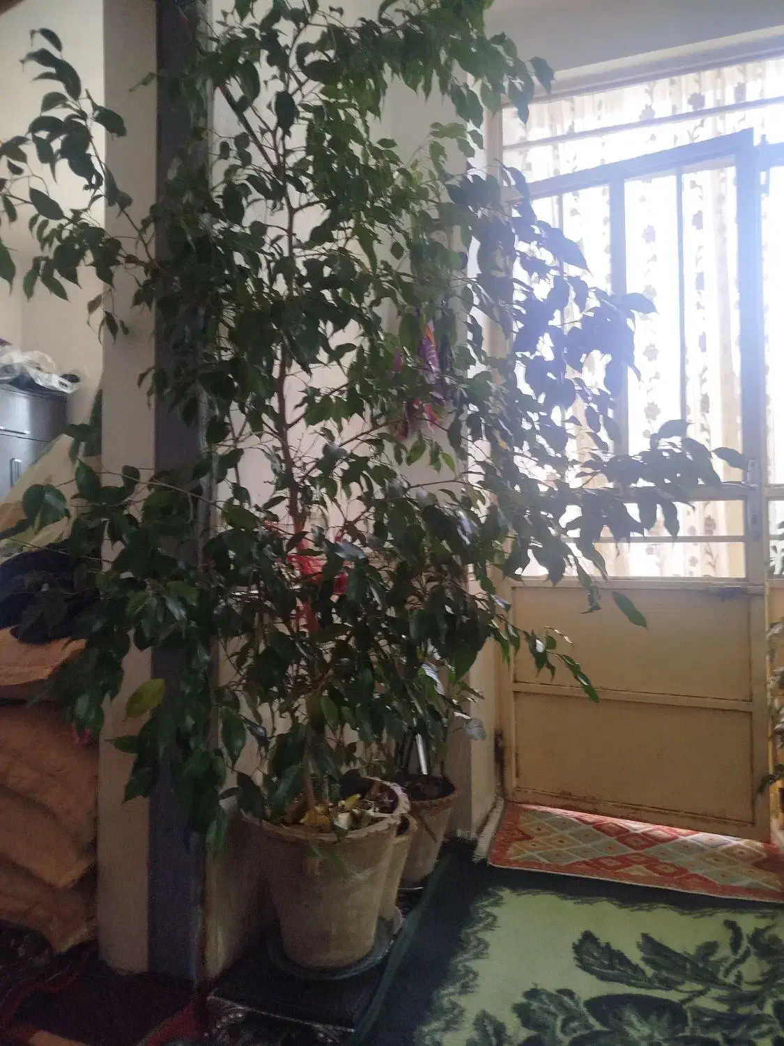 گل بنجامین حدود یک متر ونیم|گل و گیاه طبیعی|میاندوآب, |دیوار