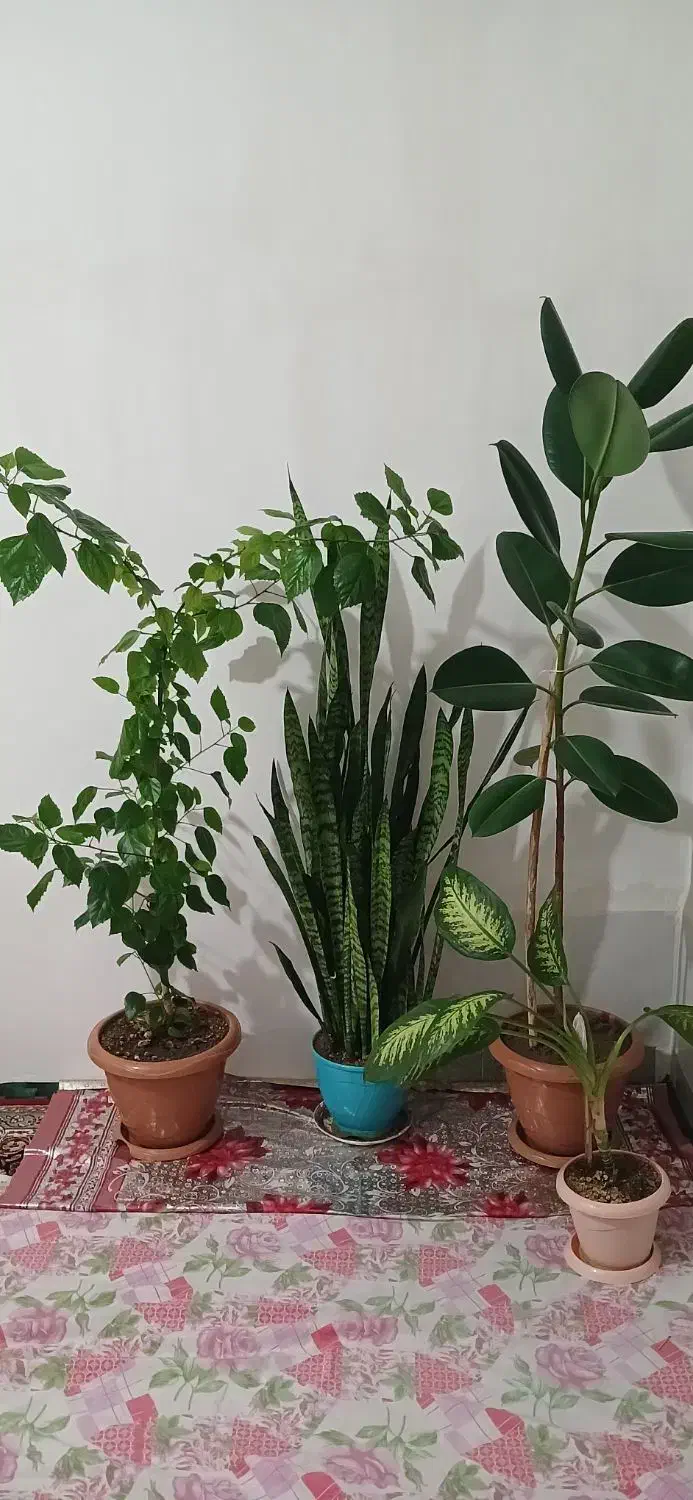 گل های آپارتمانی|گل و گیاه طبیعی|اردبیل, |دیوار