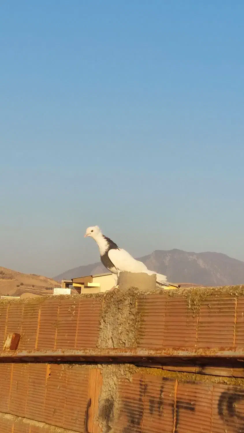 طوقی|پرنده|مینودشت, |دیوار