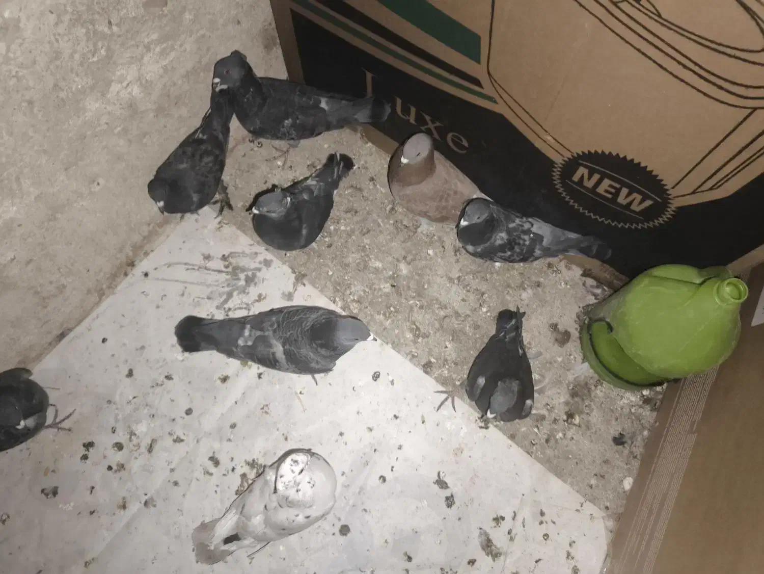 معاوضه با عروس ، هلندی ، طوقی، مرغ عشق ،کبوتر|پرنده|دوگنبدان, |دیوار