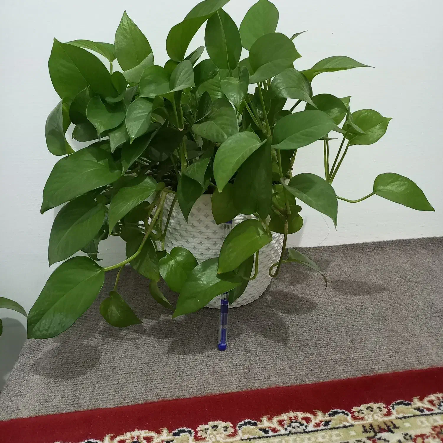 تعدادی گل|گل و گیاه طبیعی|ارومیه, |دیوار