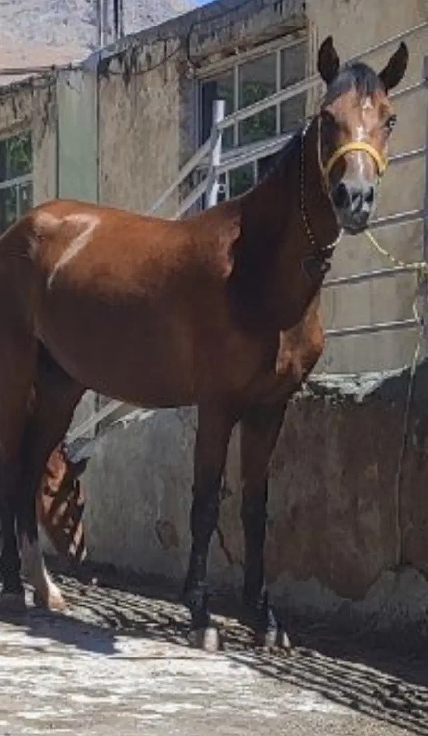 مادیان عرب درشور|اسب و تجهیزات اسب‌سواری|داران, |دیوار