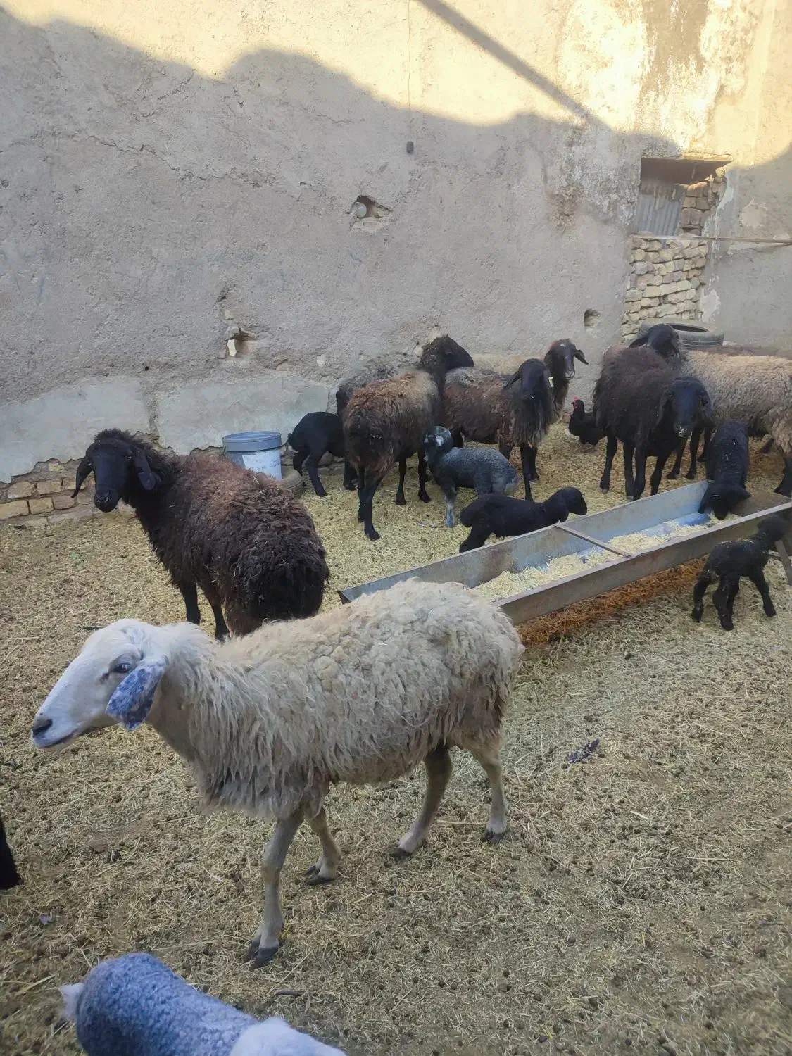 بره و بزغاله شیری میش بره دار چپش بز بزغاله دار|حیوانات مزرعه|قم, شهر قائم|دیوار