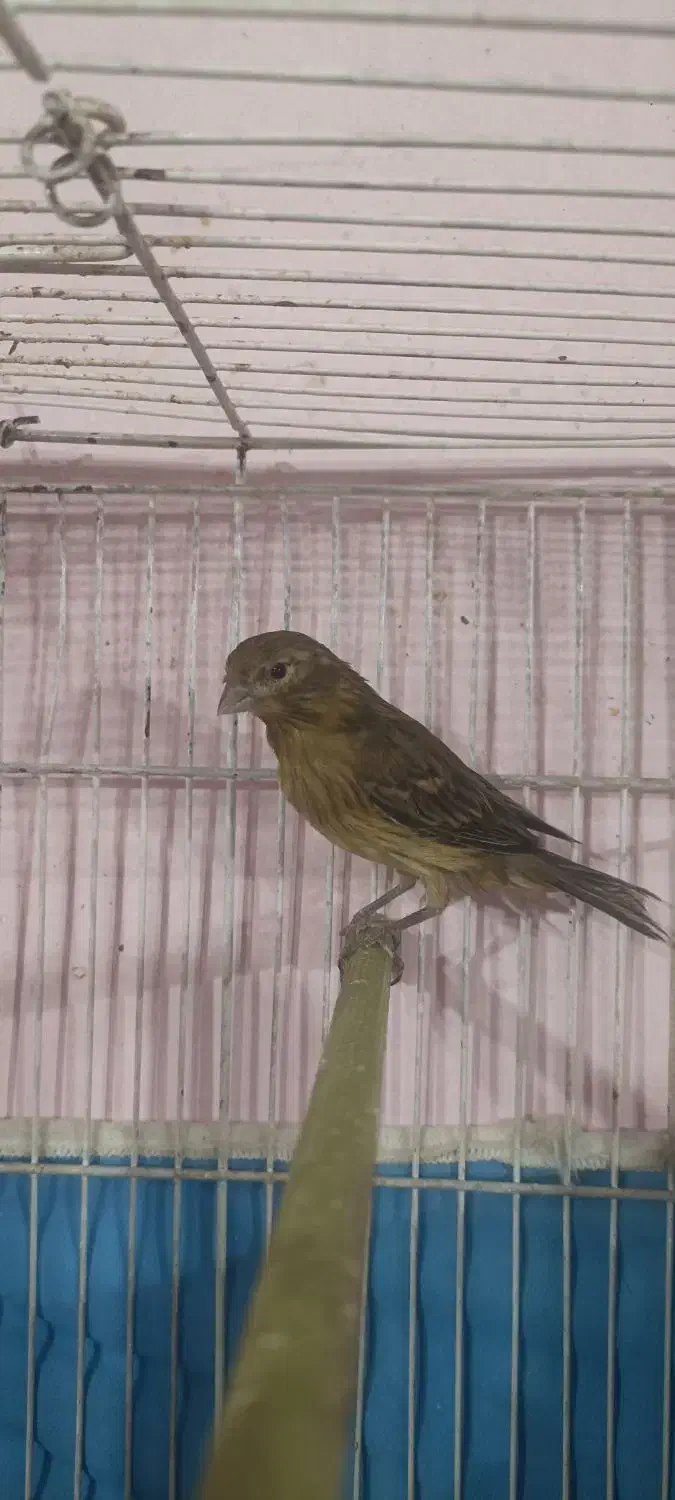 قناری|پرنده|شیراز, گل سرخ|دیوار