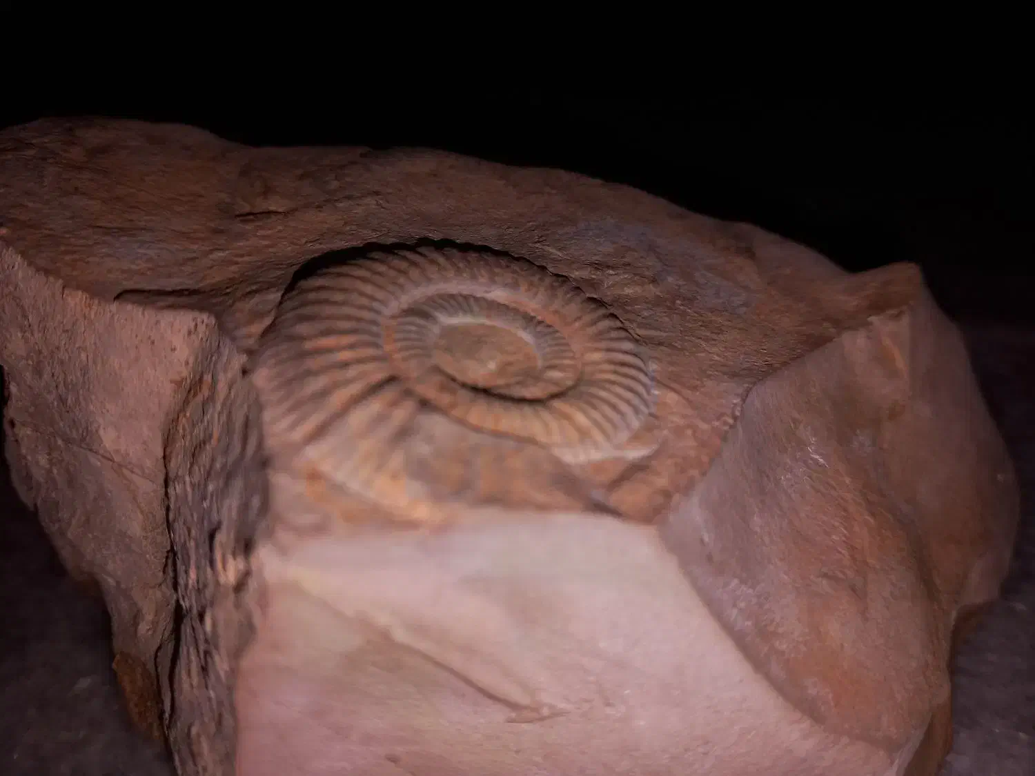 فسیل آمونیت|کلکسیون اشیاء عتیقه|قم, محمد آباد|دیوار