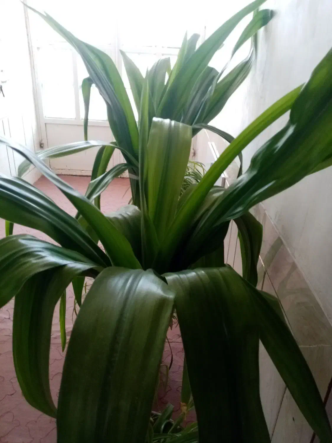 دو عدد گل ذرتی بزرگ|گل و گیاه طبیعی|مرودشت, نقش رستم|دیوار