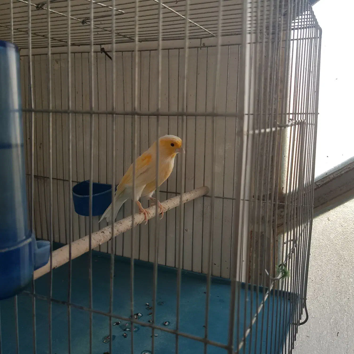 قناری|پرنده|شیراز, شریف‌آباد|دیوار