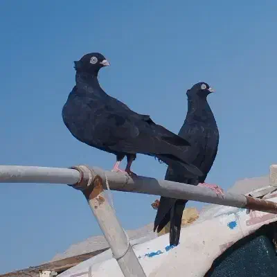 کبوتر زاغ|پرنده|خمیر, |دیوار