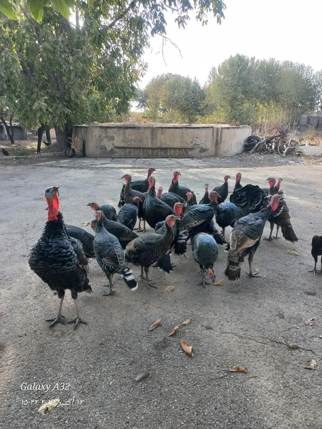 بوقلمون برنز محلی|حیوانات مزرعه|هشتگرد, ینگی امام|دیوار