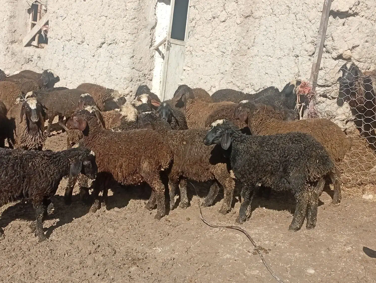 بره|حیوانات مزرعه|ضیاء آباد, |دیوار