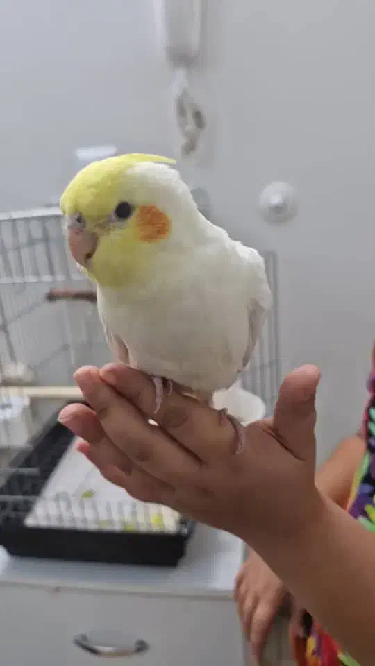 عروس هلندی جوجه با قفس|پرنده|تهران, نیکنام|دیوار