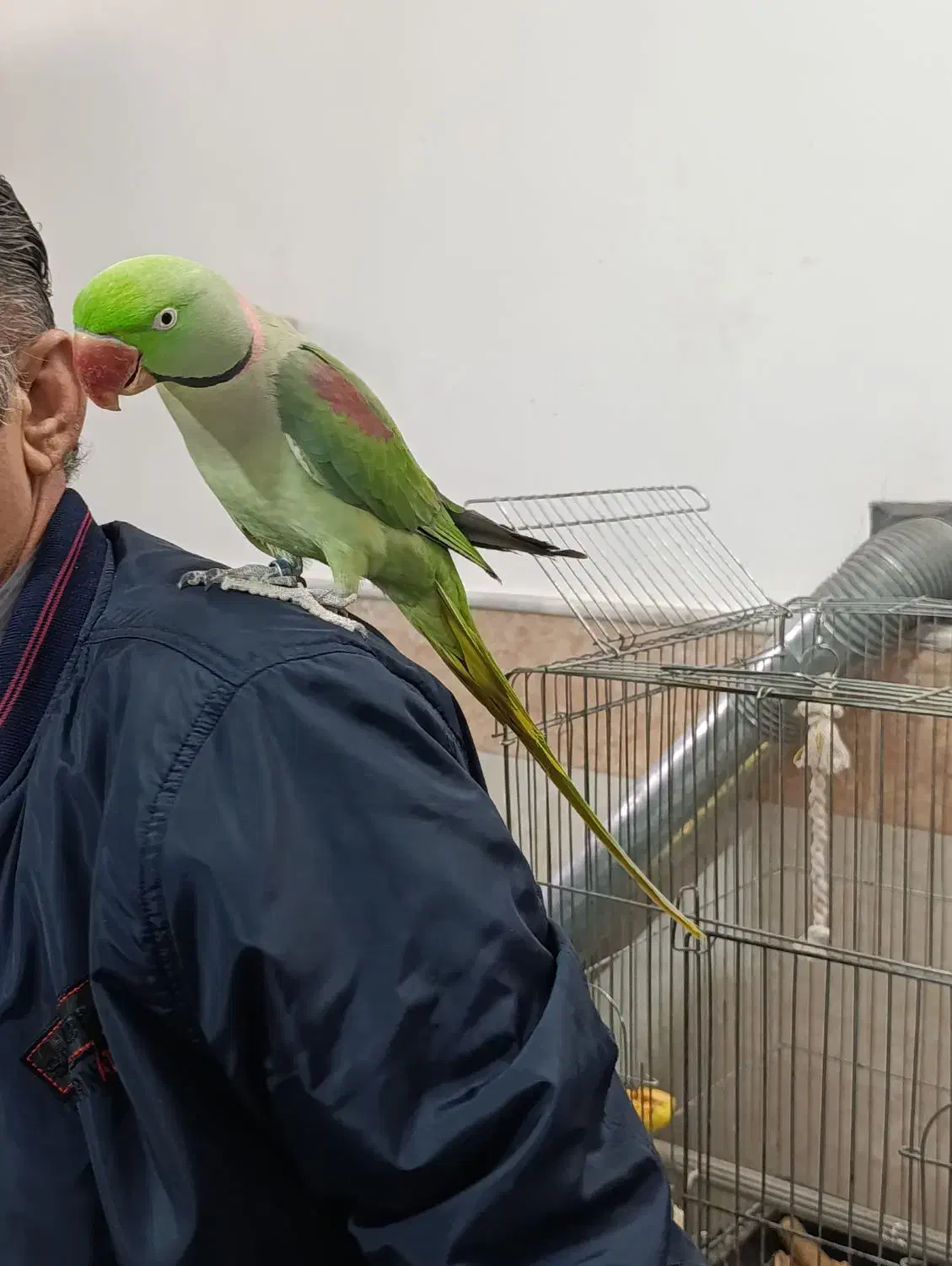 شاه طوطی نر فول دستی|پرنده|قنوات, |دیوار