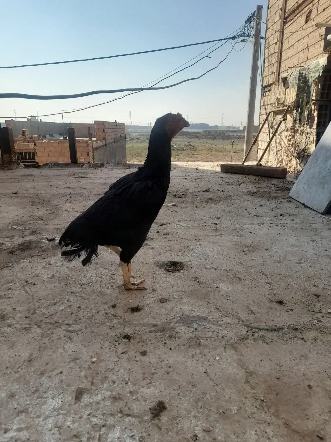 مرغ لاری|حیوانات مزرعه|پاکدشت, پاکدشت (مامازند)|دیوار